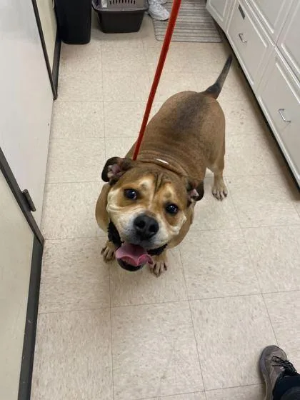 An adult extra large-sized male American Bulldog dog named Yukon for adoption in Burlington, WA