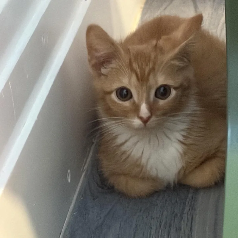 A baby medium-sized male Orange / Red Domestic Short Hair cat named Paulie for adoption in Monroe, NC