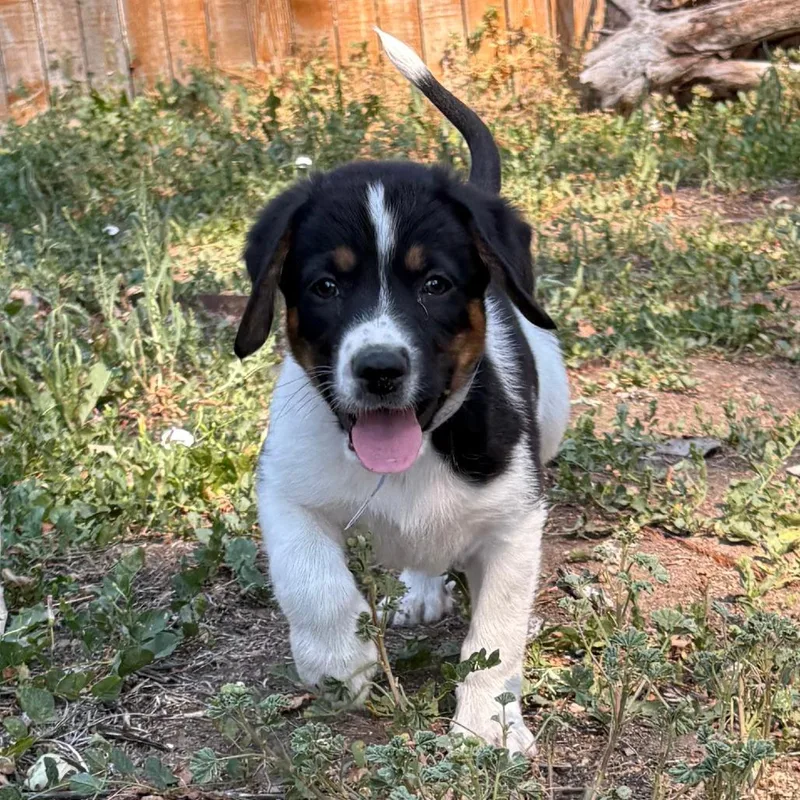 Wanda