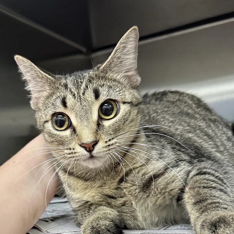 A young small-sized female Domestic Short Hair cat named Flip Flop for adoption in Corbin, KY
