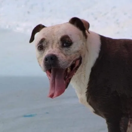 A senior medium-sized female Pit Bull Terrier dog named Sakura for adoption in Humacao, PR