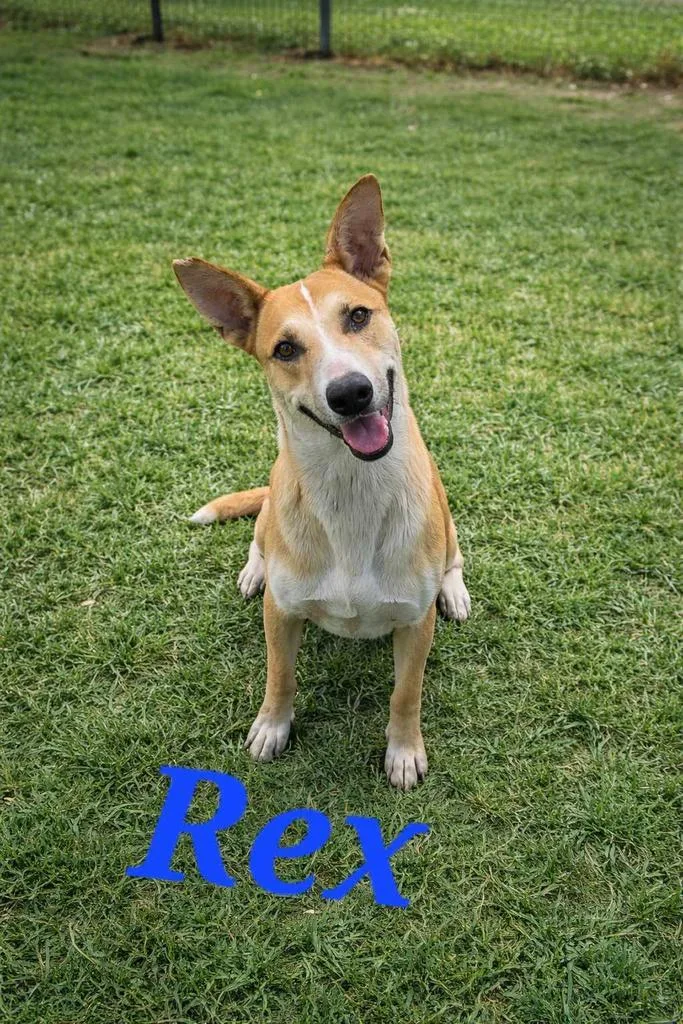 Rex thumbnail 2