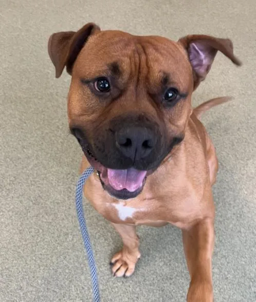 An adult large-sized male Mastiff dog named Moose for adoption in Palatine, IL