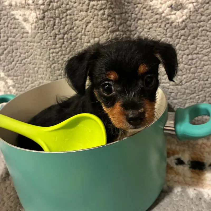 A baby small-sized male Black Wire Fox Terrier dog named Beef with Vegetables for adoption in Northbrook, IL