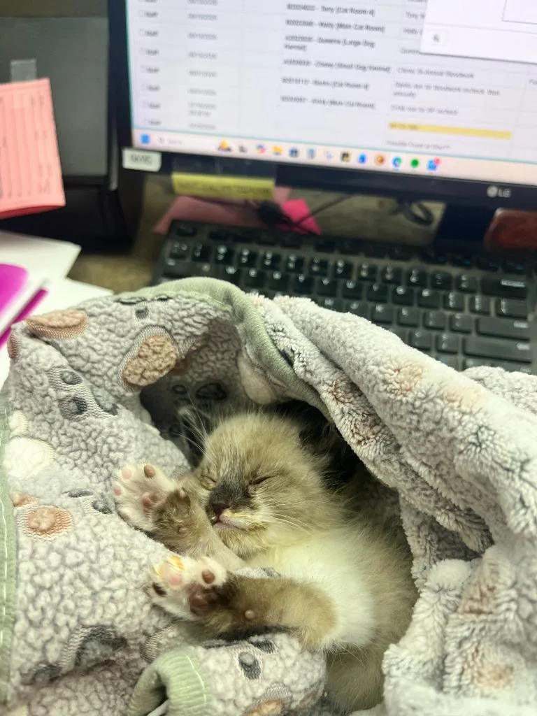 A baby small-sized female Domestic Short Hair cat named Edinburgh for adoption in Shorewood, IL