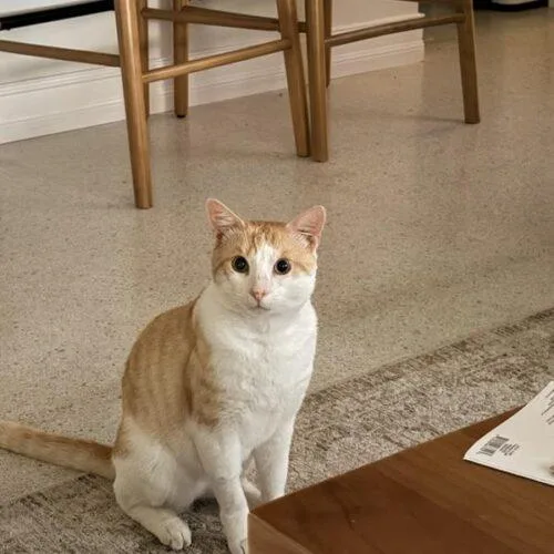 A young large-sized male Tabby (Orange / Red) Domestic Short Hair cat named Croissant for adoption in Tampa, FL