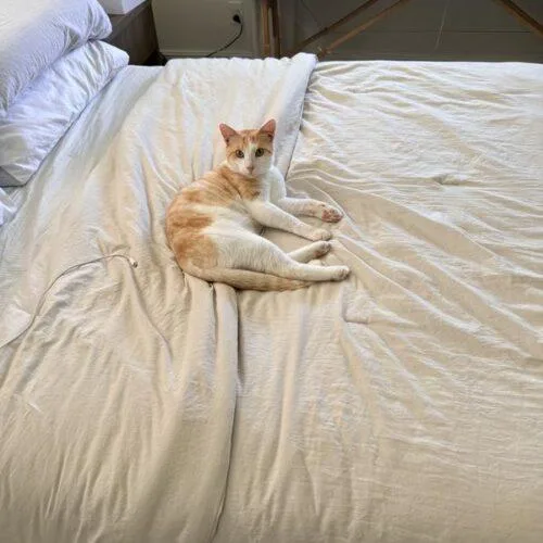 Croissant thumbnail 3