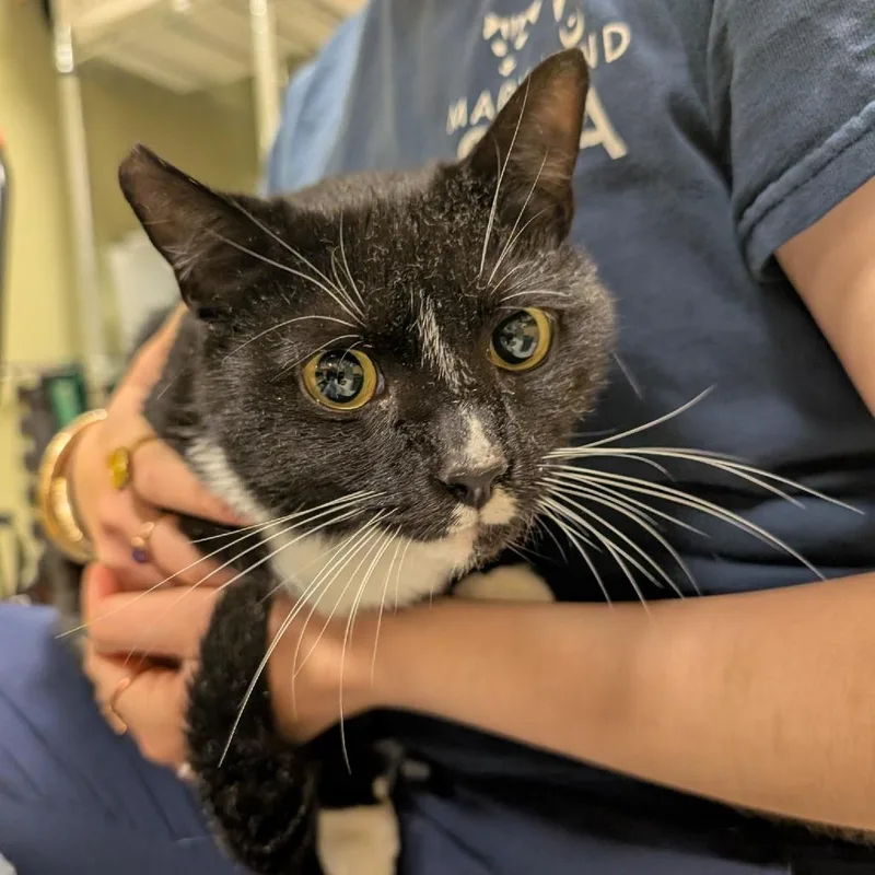 A young medium-sized female Black Domestic Short Hair cat named Tinkerbell for adoption in Baltimore, MD