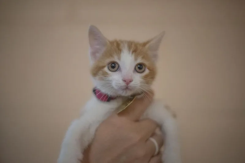 A baby small-sized female Domestic Short Hair cat named Purrito for adoption in Mountain Home, AR