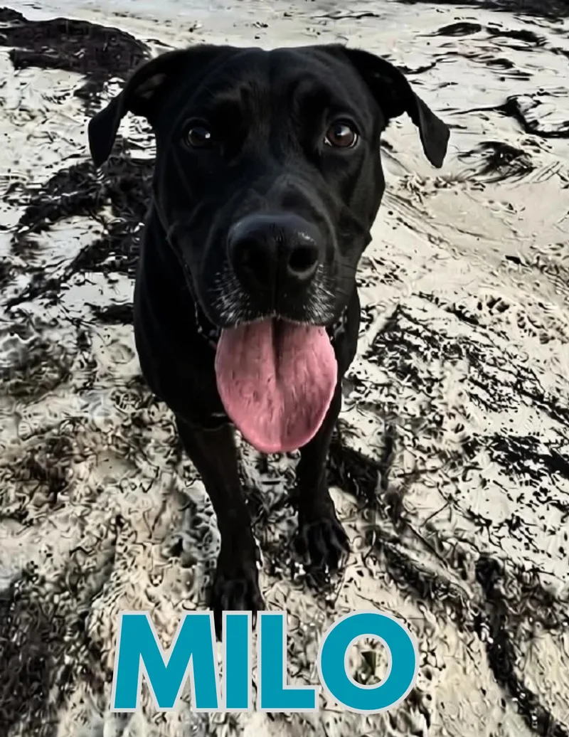 An adult large-sized male Black Labrador Retriever dog named Milo for adoption in Shalimar, FL