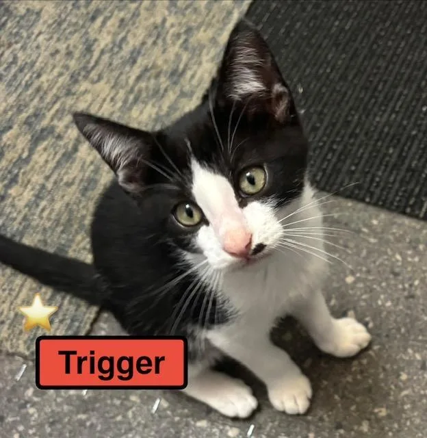A baby medium-sized female Domestic Short Hair cat named Trigger for adoption in Zimmerman, MN