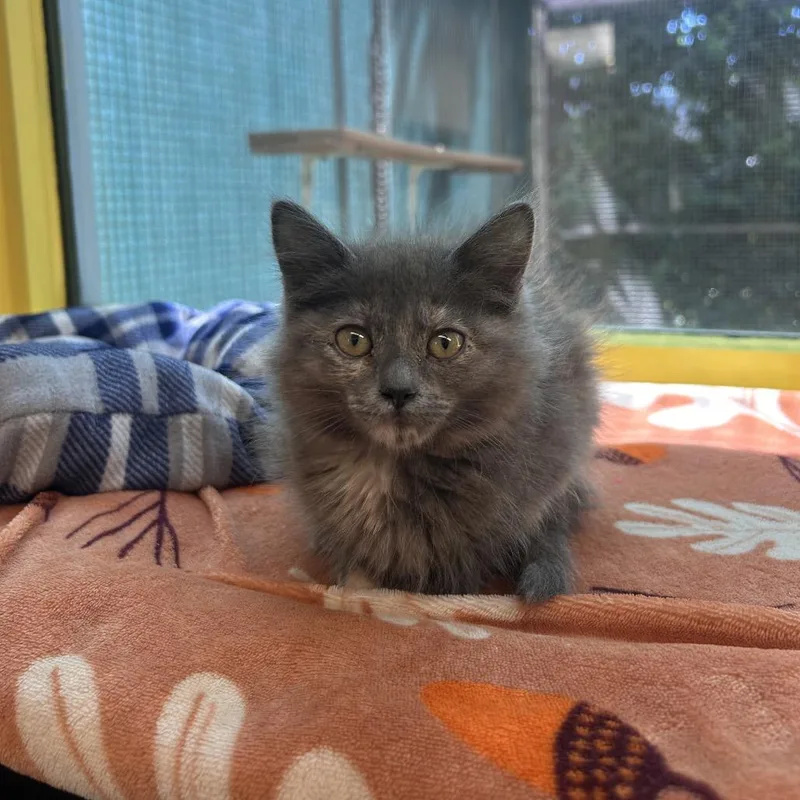 A baby small-sized female Gray / Blue / Silver Domestic Short Hair cat named Garlic for adoption in Fresno, CA