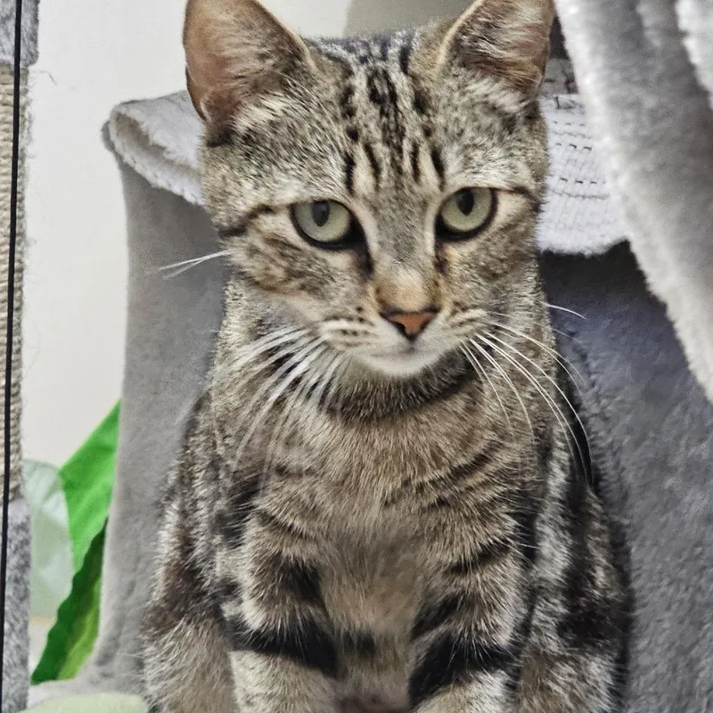 An adult medium-sized female Brown / Chocolate Domestic Short Hair cat named Toototsie for adoption in Hamburg, NY