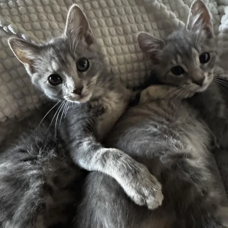 A baby small-sized female Domestic Short Hair cat named Poppy for adoption in queen creek, AZ