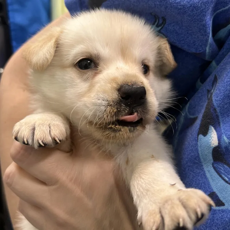 A baby small-sized female Yellow / Tan / Blond / Fawn Mixed Breed dog named Lady Sif for adoption in Austin, TX