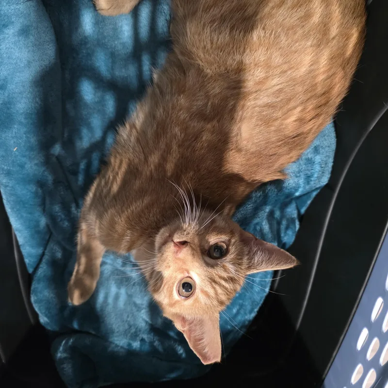 A young medium-sized female Orange / Red Domestic Short Hair cat named Sienna for adoption in Moriches, NY