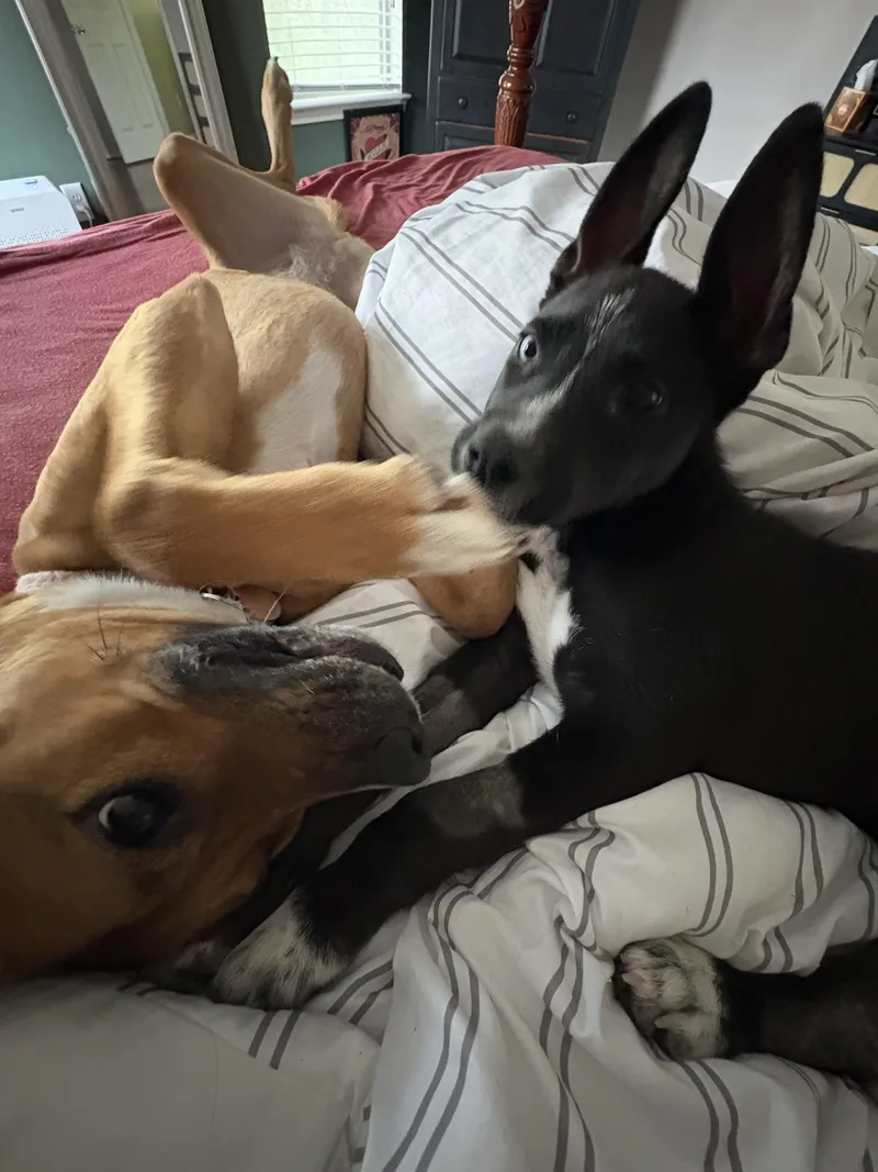 Jefferson thumbnail 2