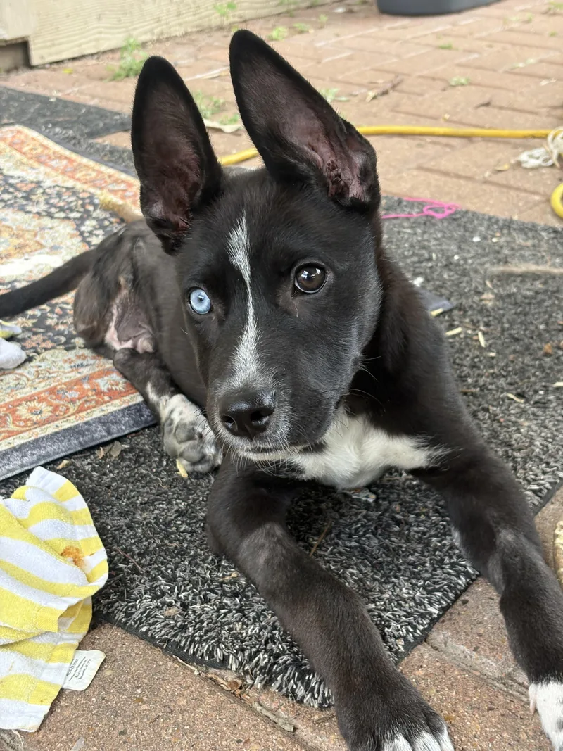 Jefferson thumbnail 4