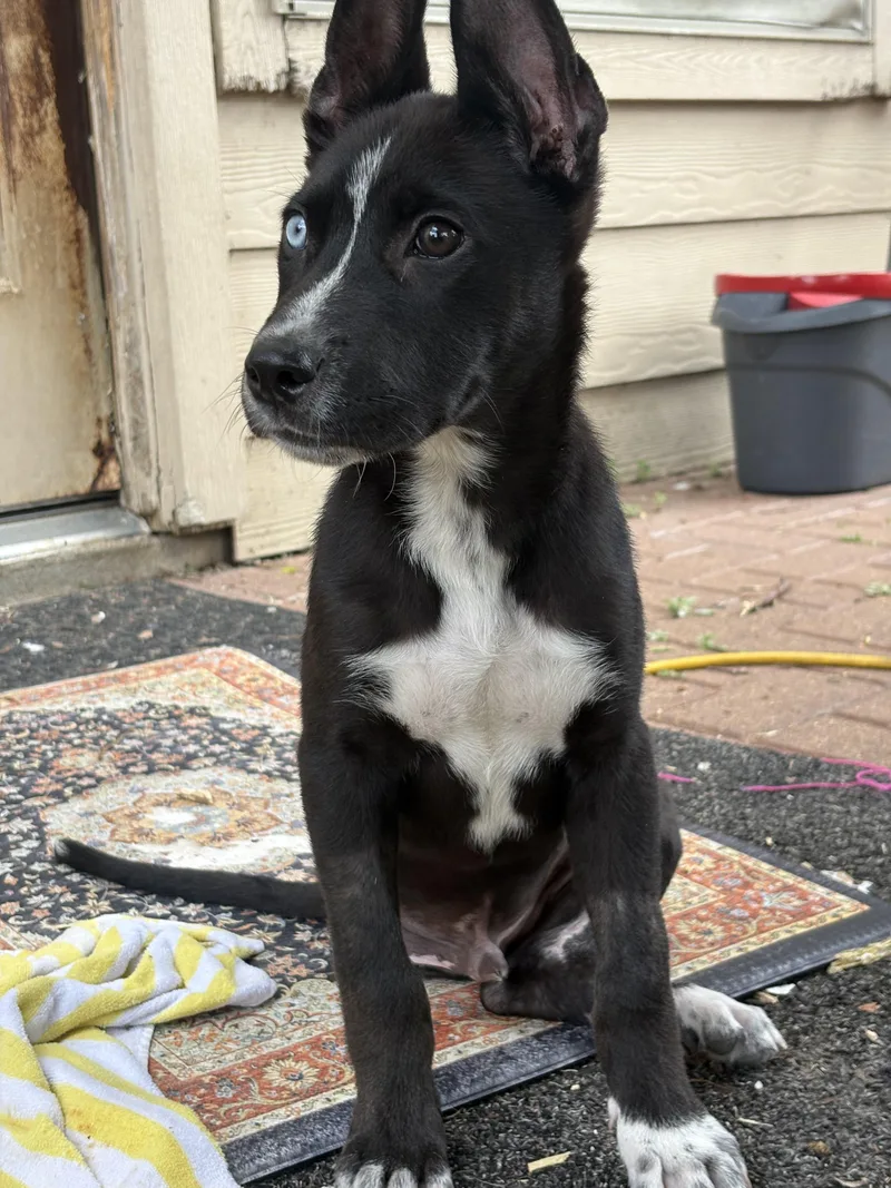 Jefferson thumbnail 5