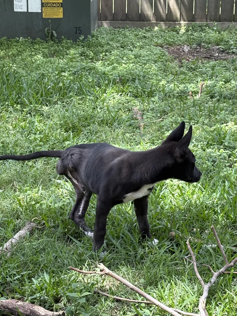 A baby medium-sized male Siberian Husky dog named Jefferson for adoption in Sumter, SC