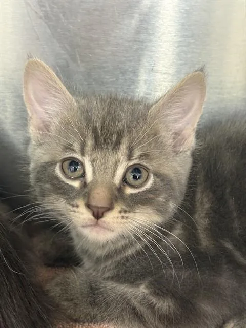 A baby small-sized male Domestic Short Hair cat named Blippi for adoption in Upper Marlboro, MD
