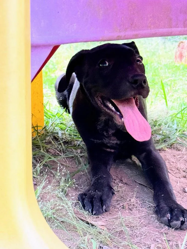 Obsidian thumbnail 3