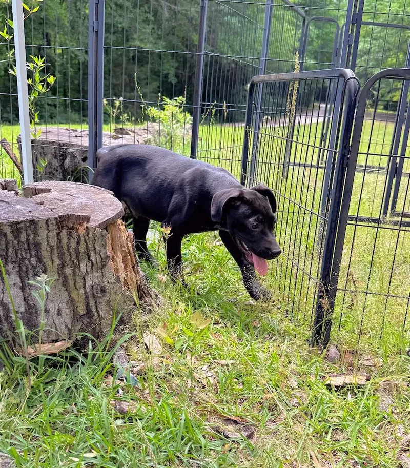 Obsidian thumbnail 4