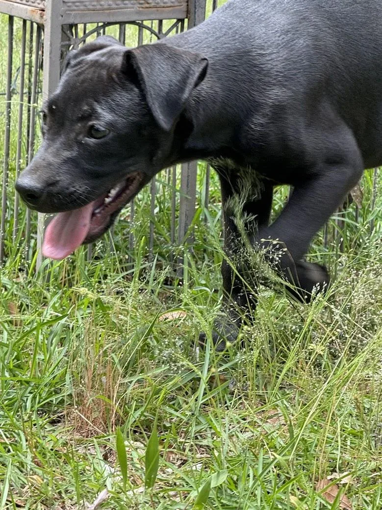 Obsidian thumbnail 6