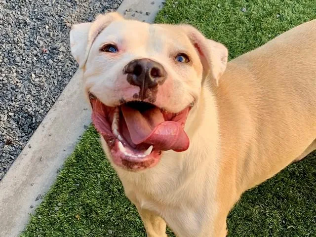 A young medium-sized female Pit Bull Terrier dog named SAVE ME PLEASE Izzy for adoption in San Marcos, CA