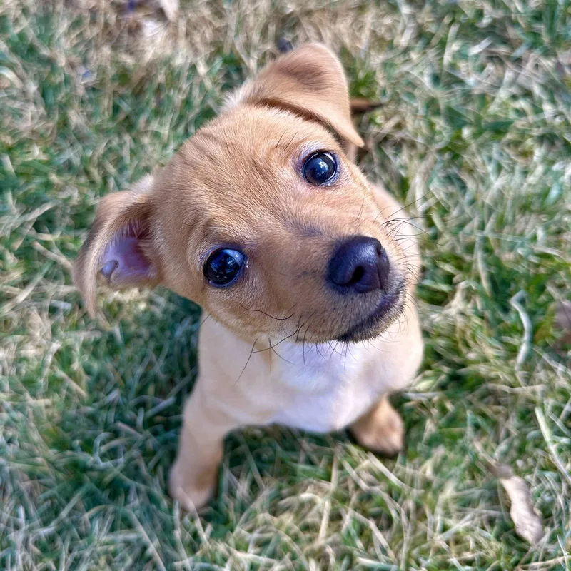 Churro  Sweet Treats thumbnail 2