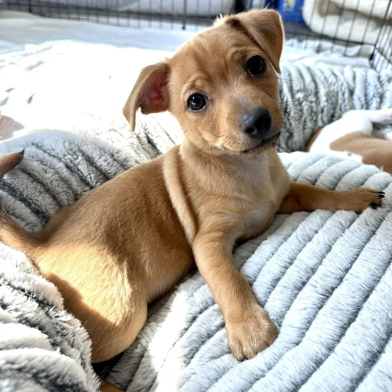 Churro  Sweet Treats thumbnail 3