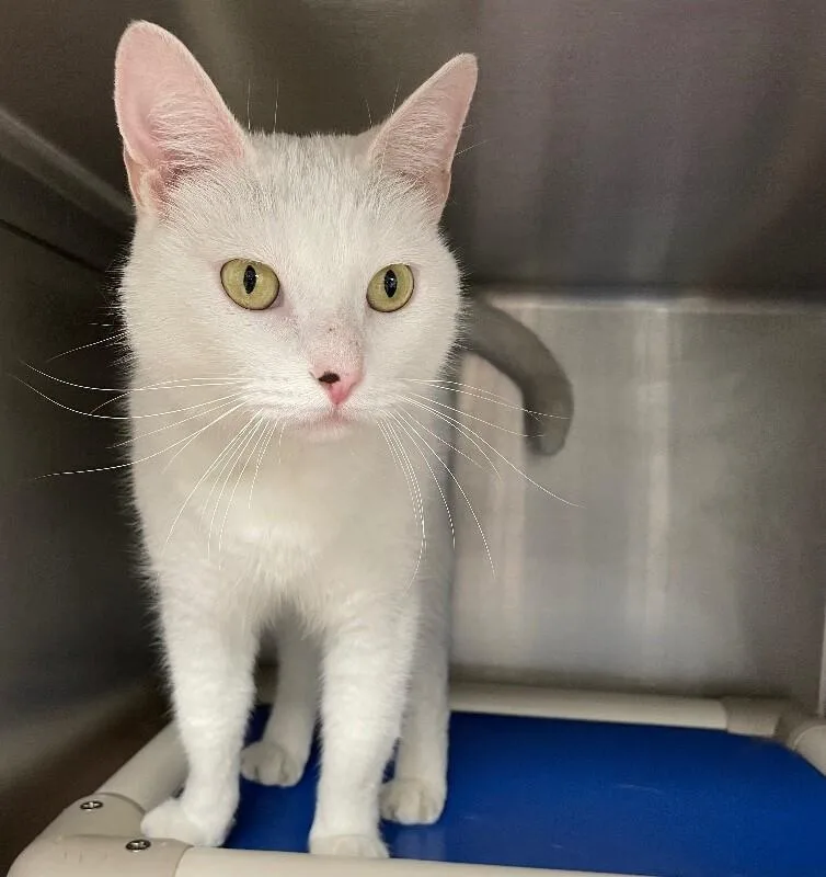 An adult medium-sized male Domestic Short Hair cat named Cooper for adoption in Roanoke, VA