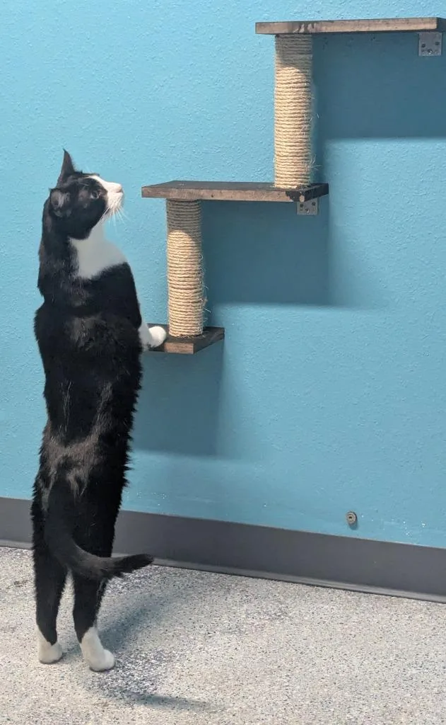 A young medium-sized male Domestic Short Hair cat named Colvert for adoption in Magnolia, TX