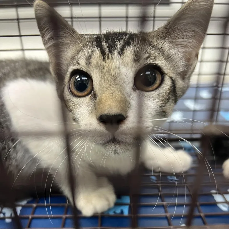 A baby small-sized male Domestic Short Hair cat named Franco for adoption in Galveston, TX