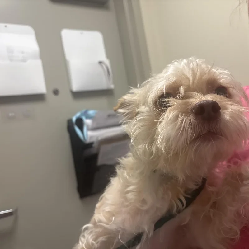A young small-sized male Cairn Terrier dog named Leon for adoption in Tulsa, OK