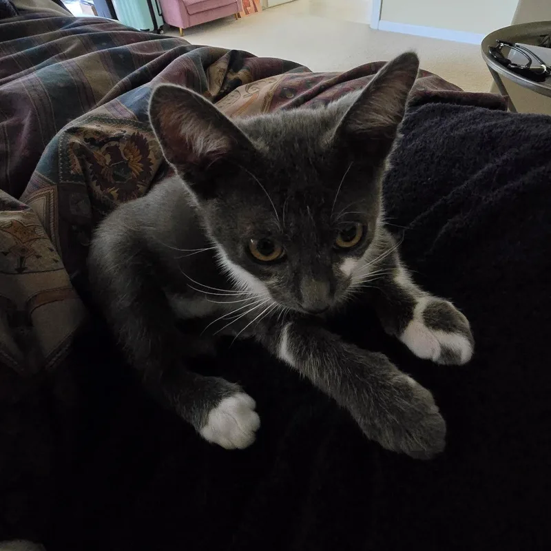 A baby small-sized male Gray & White Domestic Short Hair cat named Ishy for adoption in Renton , WA