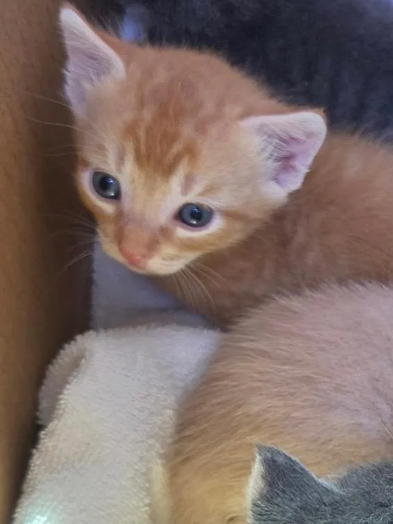 A baby medium-sized male Domestic Short Hair cat named Vincent fka Cliff for adoption in Tampa, FL