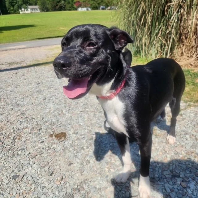 A young medium-sized female Black Labrador Retriever dog named Athena for adoption in Manhasset, NY