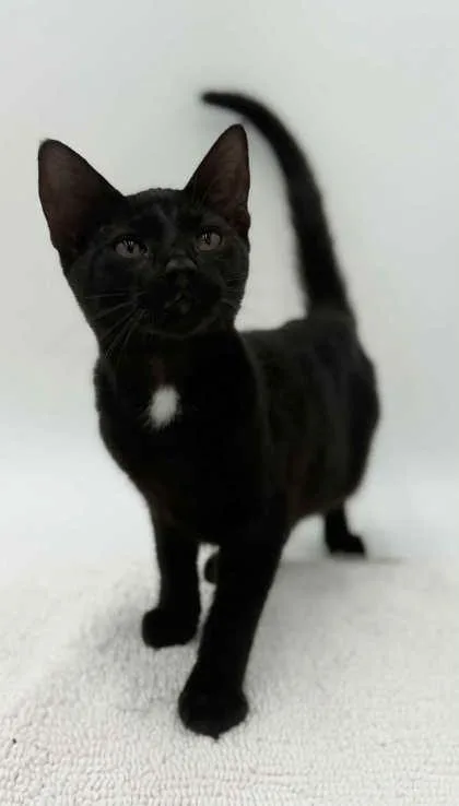 A young small-sized male Domestic Short Hair cat named Thor for adoption in Bowling Green, KY