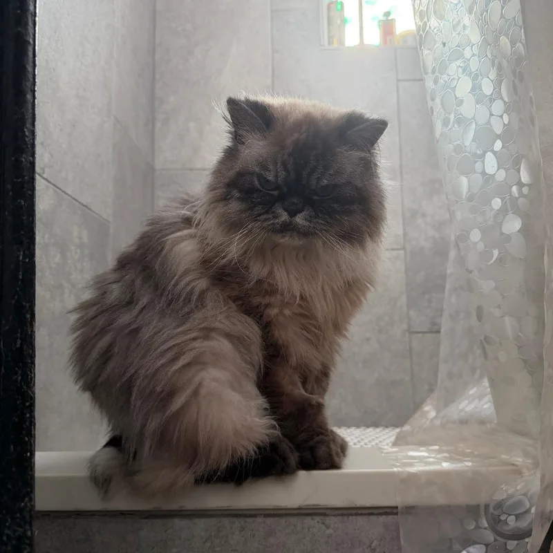An adult medium-sized female Gray / Blue / Silver Persian cat named Lady Whistledown for adoption in Chicago, IL