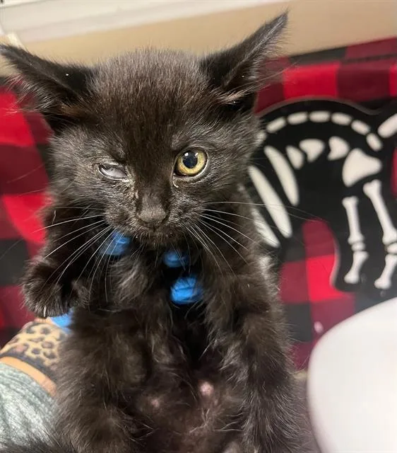 A young small-sized female Domestic Short Hair cat named Night Crawler for adoption in Riverside, CA