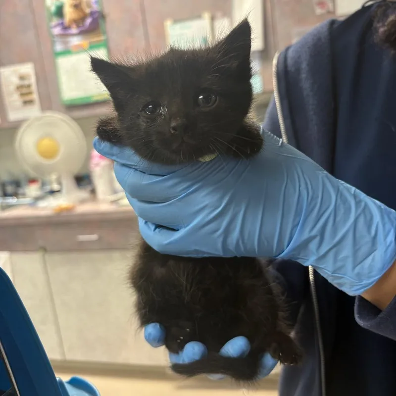 A baby small-sized female Black Domestic Short Hair cat named Kimiko for adoption in Newark, NJ
