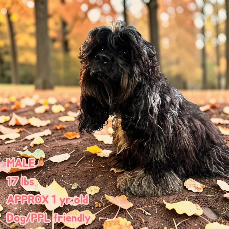 A young small-sized male Cocker Spaniel dog named Sullivan for adoption in Leander, TX