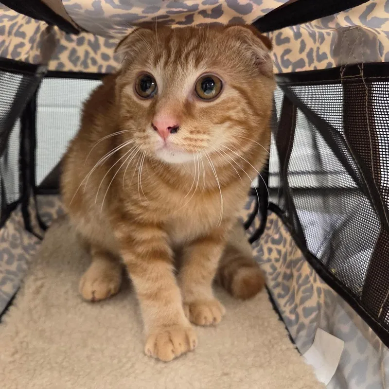 A young medium-sized male Orange / Red Domestic Short Hair cat named Tigger for adoption in Chattanooga, TN