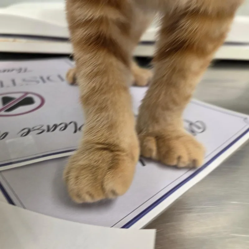 Tigger thumbnail 2