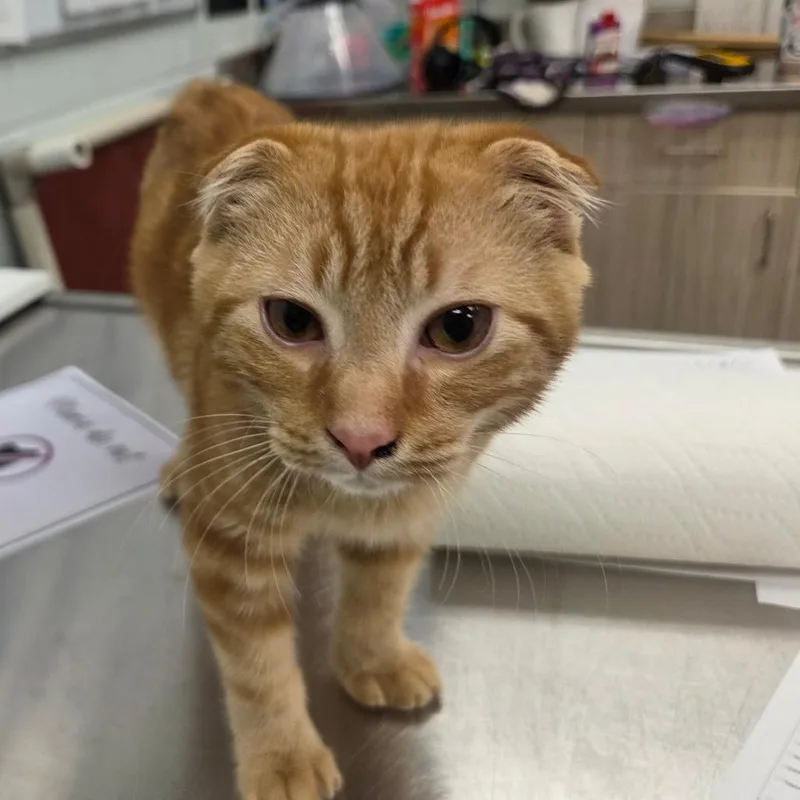 Tigger thumbnail 3