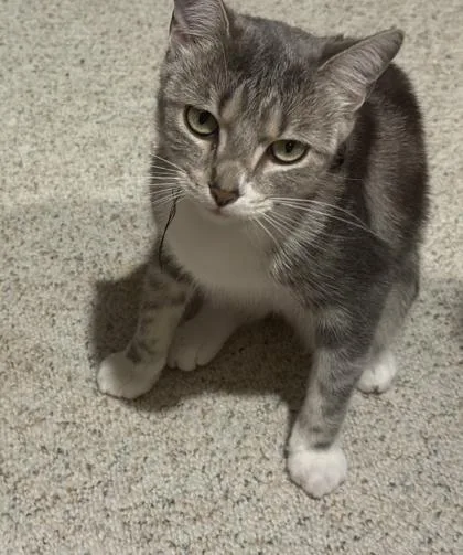 An adult small-sized female Domestic Short Hair cat named Crescent Moon for adoption in Fairfax, VA