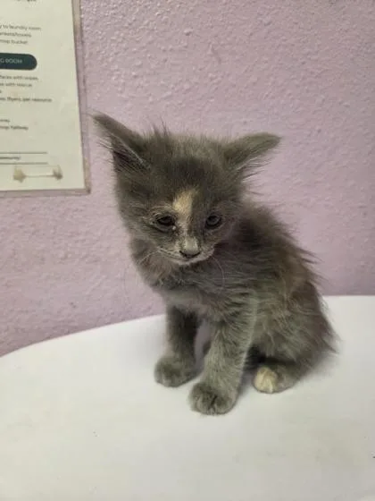 A baby small-sized female Gray / Blue / Silver Domestic Short Hair cat named Obi One for adoption in El Paso, TX