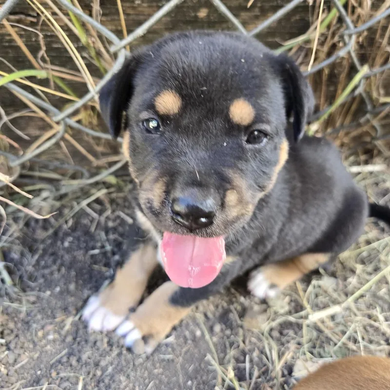 A baby medium-sized male Black Mixed Breed dog named Triton for adoption in Frederiksted, VI