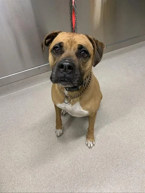 An adult large-sized male Boxer dog named Tucker for adoption in Fairbanks, AK